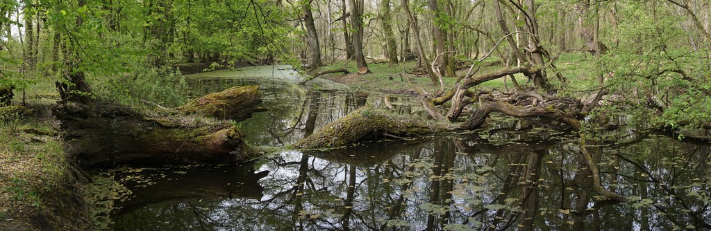 Typical mosquito hatchery - shallow blind arm of the river